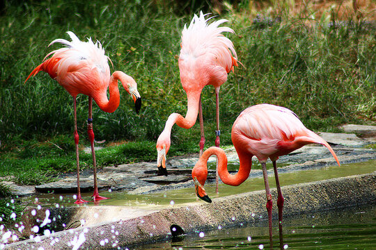 3 flamencos en el agua