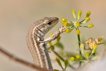 Gentle photo of young Lacerta agilis aka sand lizard female resting on sunny place on Santorini island. Blured background. Very common reptile.