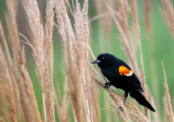 red winged blackbird