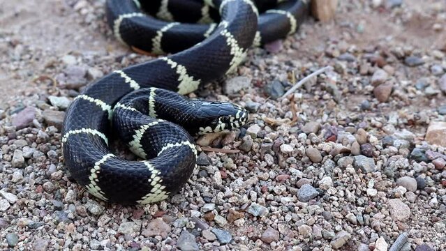 California Kingsnake (Lampropeltis californiae) in Arizona - Yuma Kingsnake
