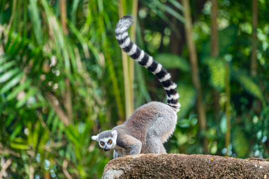 Ring Tailed Lemur on large rock
