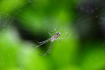 Common Garden (Argiope aurantia) Spider in Web