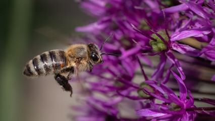 An European Honey Bee (Apis mellifera) flying towards a purple allium flower. Long Island, New York, USA