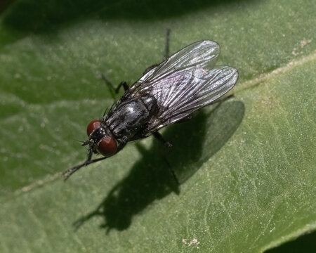Overhead view of a black House fly grooming itself on a leaf. Long Island, New York, USA