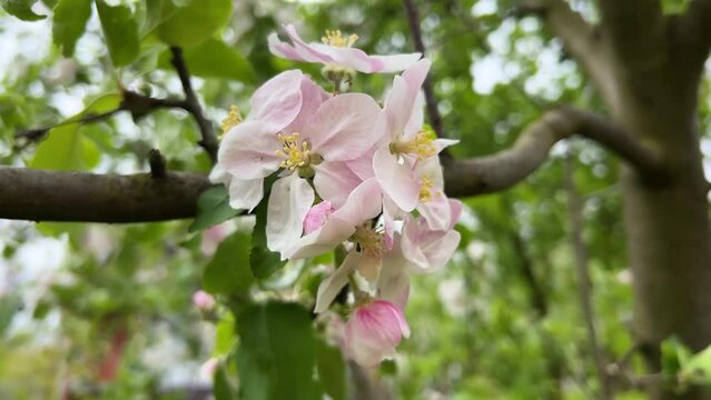 Apple blooming flowers in the strong wind. Heavy wind blows petals flutter