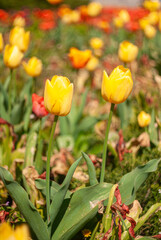 Obraz premium yellow and red tulips in the garden. Natural flora wallpaper.
