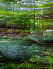 Forest panning in Pine Crest Gardens, Miami, Florida