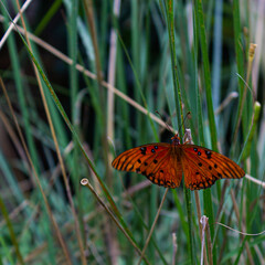 Passion Butterfly - Gulf Fritillary in Pine Crest Gardens, Miami, Florida