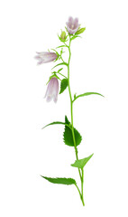 Fototapeta na wymiar Campanula punctata, the spotted bellflower, is a species of flowering plant in the bellflower family Campanulaceae. Stem with flowers and leaves isolated on transparent background.