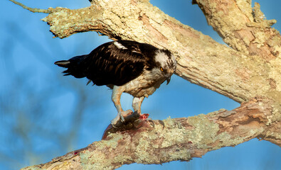 Osprey 