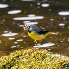 Grey wagtail standing on a rock.Mouthful of flies.