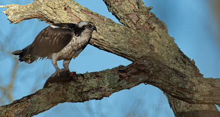 Sea hawk eating