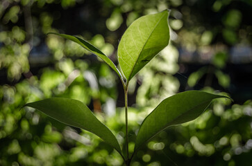 Background of fresh green leaves