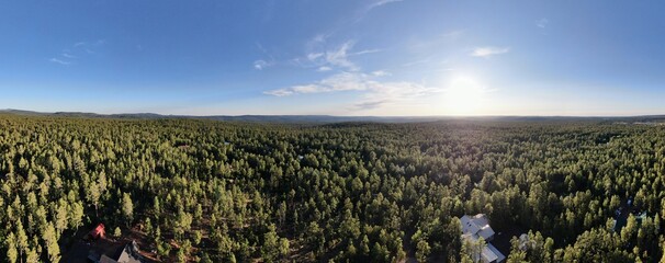 Ponderosa Pine Trees, as far as the eye can see. 