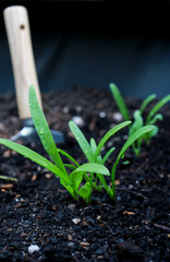 close up of young spinach plants in soil with a garden shovel