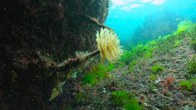 Marine worm (Sabella spallanzanii, European fan worm) underwater in the Atlantic ocean, natural scene, Spain, Galicia