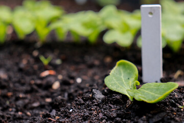 close up of small growing seedling with plant name plate
