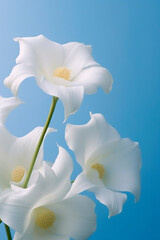 Naklejka premium beautiful white flowers on blue background in sunlight