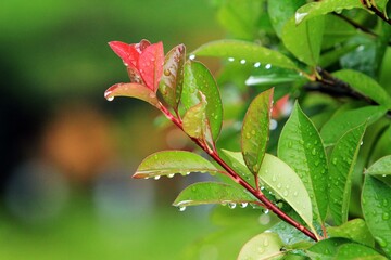 비개인 후 풍경 - 이슬과 나뭇잎
