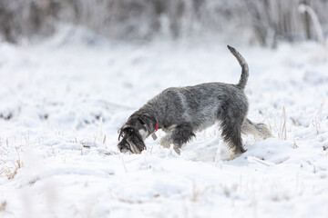 Salt and pepper Medium schnauzer looking for something in the winter forest