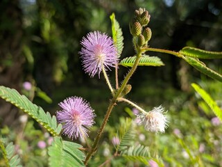 Mimosa Pudica flower in the morning	
