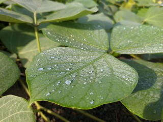 Mucuna bracteata leaves in the morning