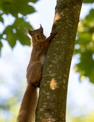 red squirrel on tree