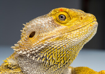 close-up of a bearded dragon with skin texture