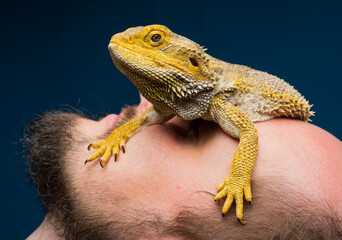 close-up of a bearded dragon with a bearded man
