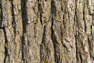 Textured Tree Bark Close-up with Natural Pattern and Full Frame View