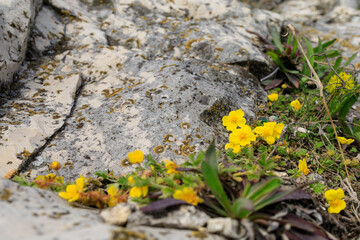 Wild wildflowers in the mountains in early spring. Background with selective focus and copy space