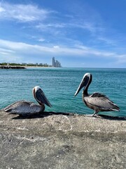 pelicans on the beach
