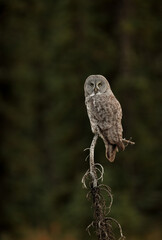 Great Grey Owl in the Canadian Rockies
