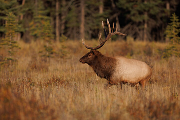 Naklejka na ściany i meble Bull Elk in the Canadian Rockies