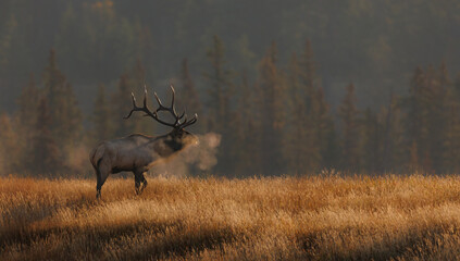 Bull Elk in the Canadian Rockies