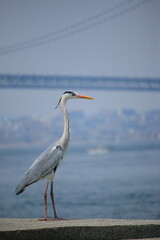 橋と堤防の上にいるアオサギ