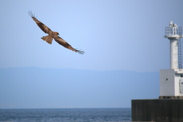 Fototapeta na wymiar 海上を飛ぶ鷲