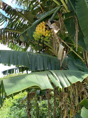 Pitcairn island. South Pacific Ocean. The last of the British territories in the South Pacific. Between history, nature and landscape. isiting locals on a cruise ship.
