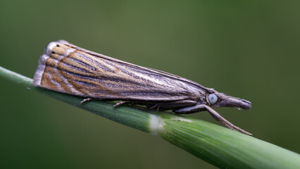 Rispengraszünsler - Chrysoteuchia culmella	
