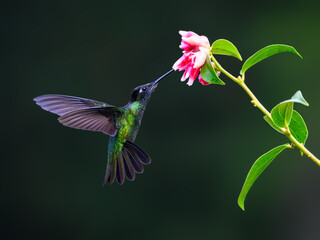 Fototapeta premium Fiery-throated Hummingbird in flight feeding on pink flower against green background