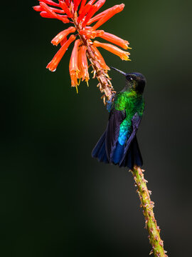 Fiery-Throated Hummingbird
