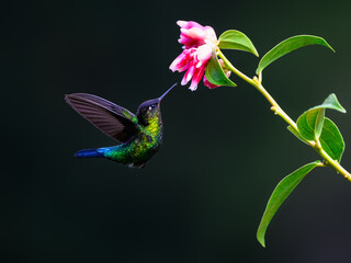Fiery-throated Hummingbird in flight feeding on pink flower against green background