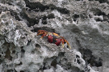 crab on the rock