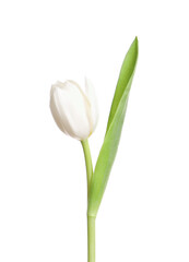 One beautiful delicate tulip isolated on white