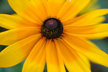 初夏から夏にかけて、鮮やかな色で目をひくルドベキア。夏の暑さに耐えて楽しませてくれる