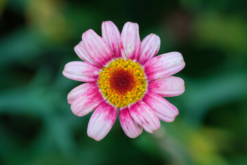 Obraz premium 散歩道の花壇で見つけたキク科の可愛い花。ピンクと黄色が印象的。