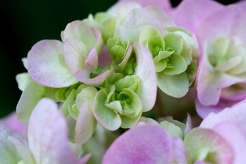 花びら、アップ、綺麗、紫陽花、葉、屋外、あじさい、梅雨、6月、初夏、雨、クローズアップ、コピースペース、きれい、鮮やか、満開、緑色、緑、花、アジサイ、植物、青、自然、青色、ブルー、ガクアジサイ、水色、美しい、マクロ、かわいい、夏、ガーデニング、花壇、背景、開花