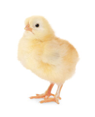 Cute fluffy baby chicken on white background