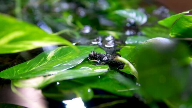 African Bullfrog Mating On Water frog in aquarium transparent water algae stones sitting frozen bulging eyes huge waterfowl disgust background nature natural life aquarium 