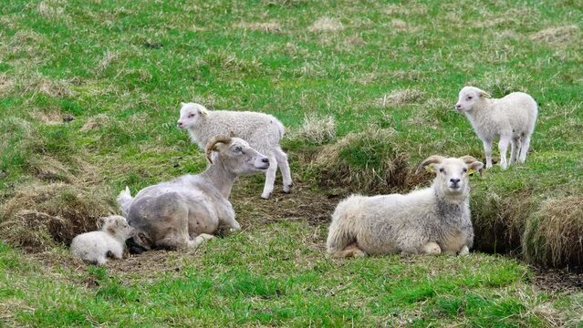 Herd of sheeps on the pasture between mountains. Cute small lambs. Rural scene in Iceland.